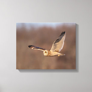 14x11 Short-eared owl in flight Canvas Print