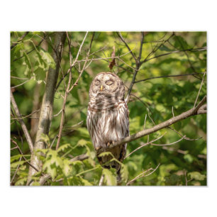 14x11 Sleepy Barred Owl Photo Print