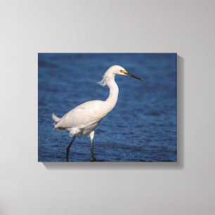14x11 Snowy Egret on North Beach Canvas Print
