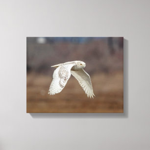 14x11 Snowy owl in flight Canvas Print
