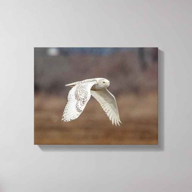 14x11 Snowy owl in flight Canvas Print (Front)