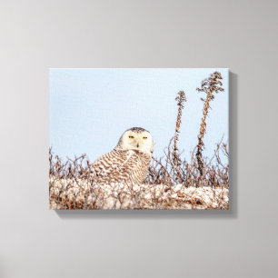 14x11 Snowy owl sitting on the beach Canvas Print