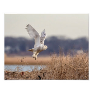 14x11 Snowy owl taking off Photo Print