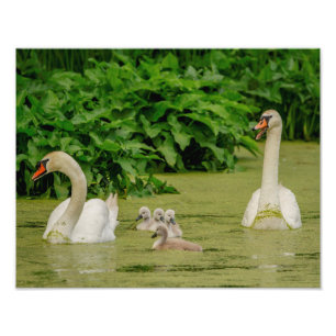 14x11 Swan Family Photo Print