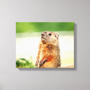 14x11 Young Groundhog Canvas Print