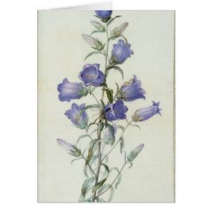 15:Campanula: Medium  1787