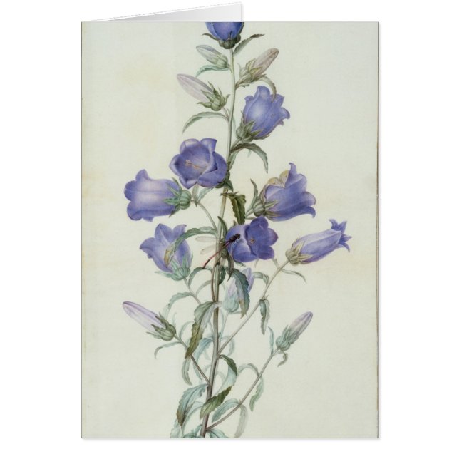 15:Campanula: Medium  1787 (Front)