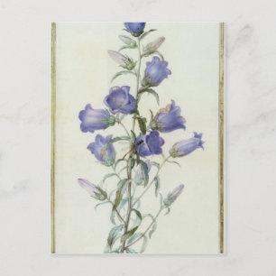15:Campanula: Medium 1787 Postcard
