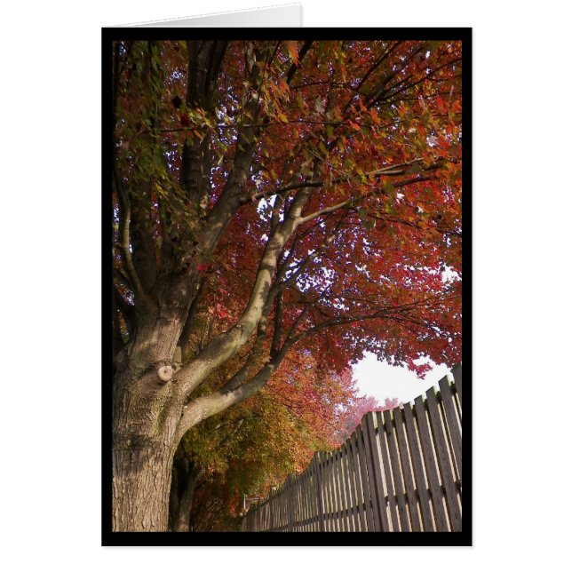 ~ 15 d'automne (Devant)