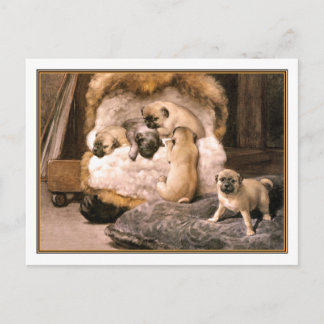 15b Pug Puppies Postcard