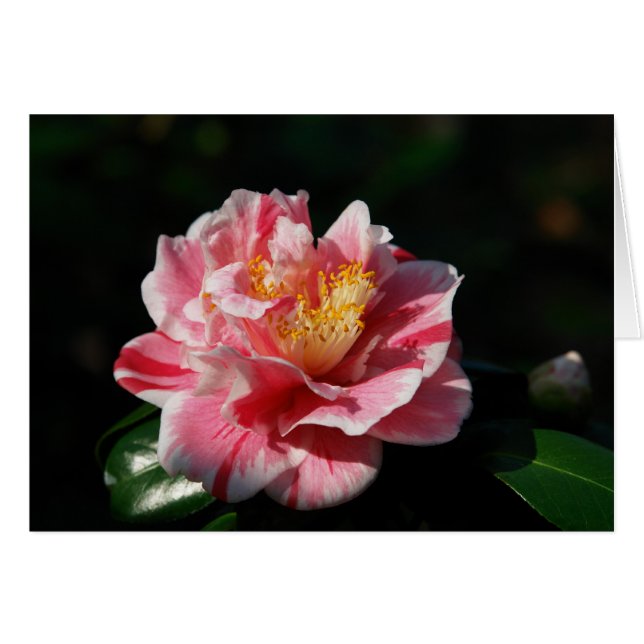 167 - Customized (Front Horizontal)