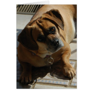 167 Puggle card