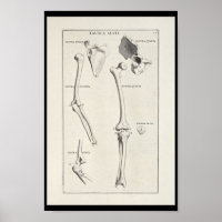 1691 Artistic Anatomy Arm Bones Art Print