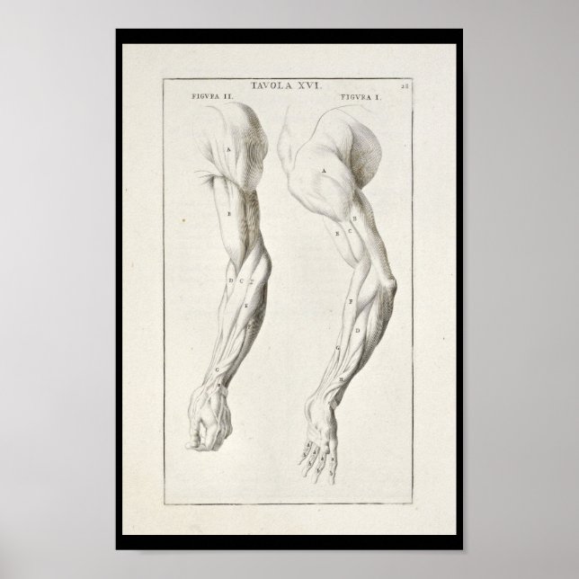 1691 Artistic Anatomy Arm Muscles Art Print (Front)