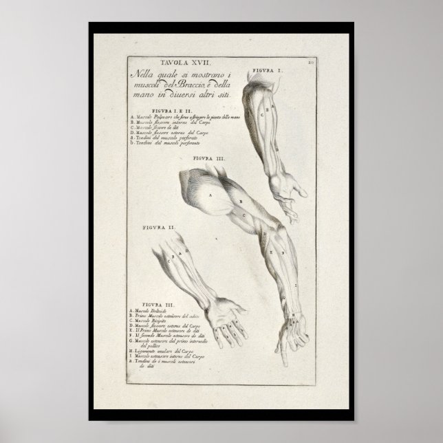 1691 Artistic Anatomy Arm Muscles Art Print (Front)