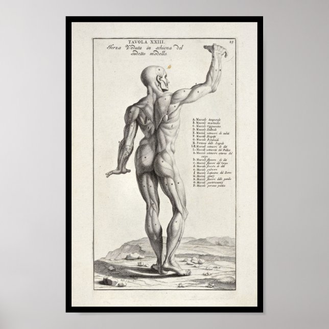 1691 Artistic Anatomy Muscles Body Art Print (Front)