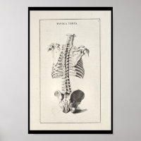 1691 Artistic Anatomy Skeleton Spine Art Print