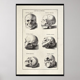 1691 Artistic Anatomy Skull Art Print