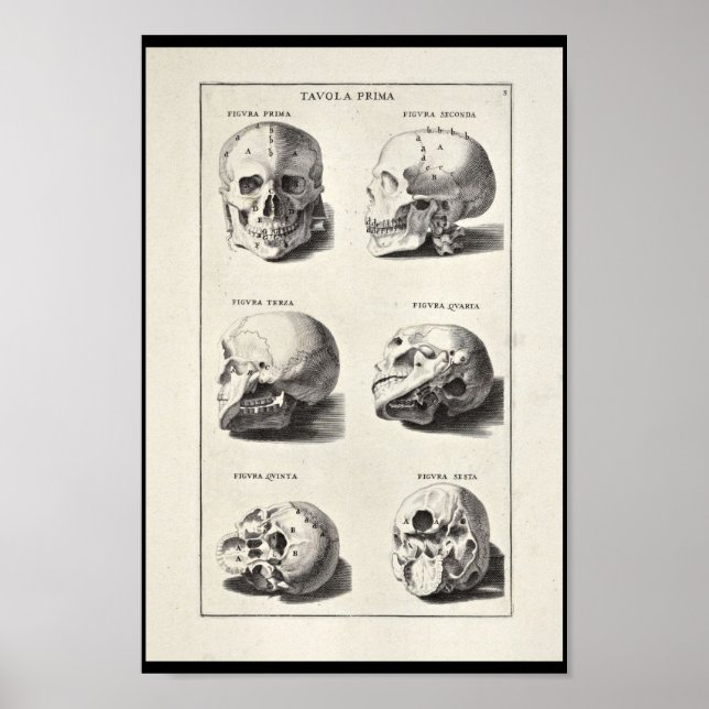 1691 Artistic Anatomy Skull Art Print (Front)