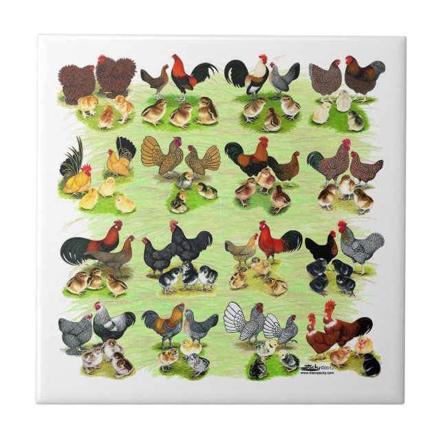 16 Chicken Families Tile (Front)