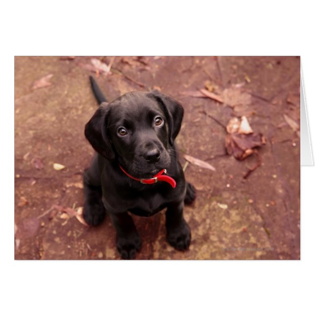 16 Week Old Black Lab (Front Horizontal)