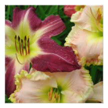 16"x16" Daylilies