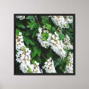16"x16" Oakleaf Hydrangea Canvas Print