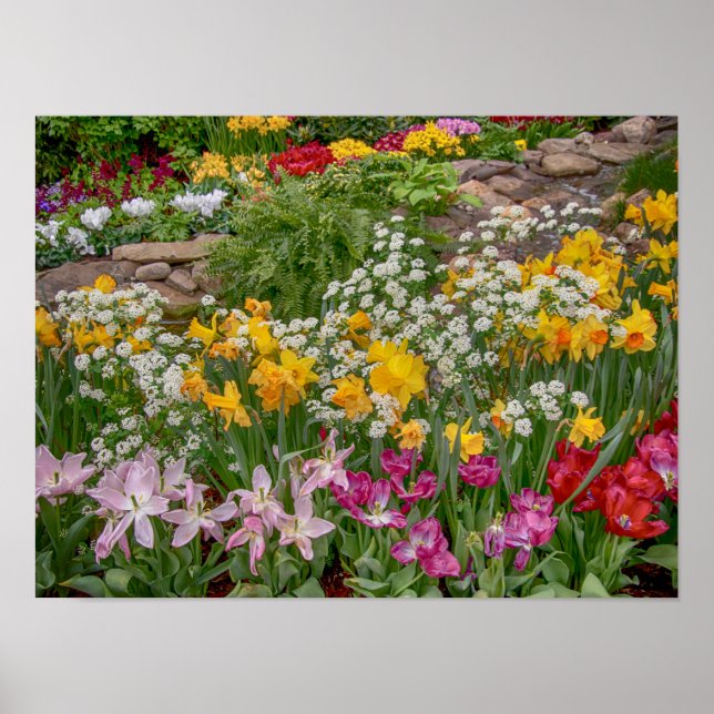 16x12 Colourful Spring Flowers in full bloom Poster (Front)