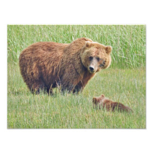 16x12 grizzly bears Photo Print