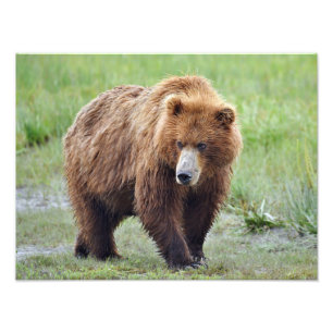 16x12 Satin photo of grizzly bear Print