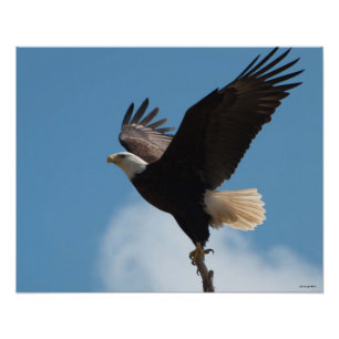 16X20 Bald Eagle Taking Flight! Photo Print