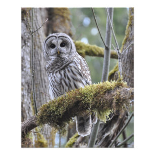 16X20 Barred Owl in Big Leaf Maple Tree Photo Print