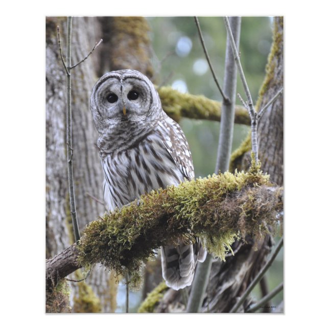 16X20 Barred Owl in Big Leaf Maple Tree Photo Print (Front)