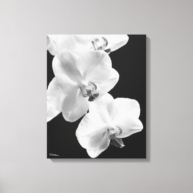 16X20 Orchids in Black&White Wrapped Canvas Art (Front)
