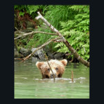 16x20 Poster Paper (Matte) of grizzly bear cub<br><div class="desc">16x20 Poster Paper (Matte) of grizzly bear cub  Created by bearsandmore</div>