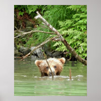 16x20 Poster Paper (Matte) of grizzly bear cub