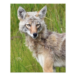 16x20 Satin photo of coyote Print