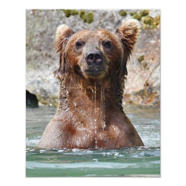16x20 Satin photo of grizzly bear Print (Front)