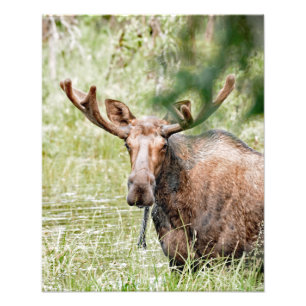 16x20 Satin photo of moose Print
