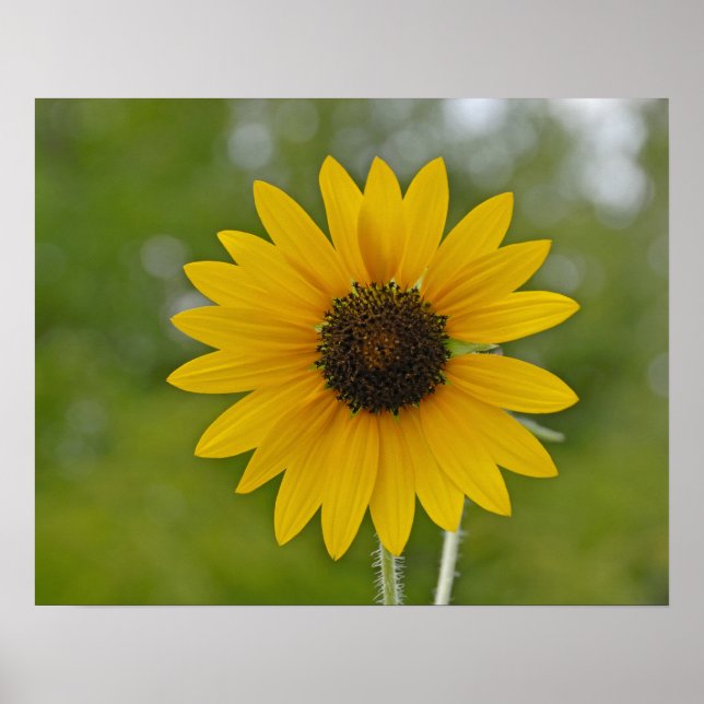 16x20 Single Sunflower Print (Front)