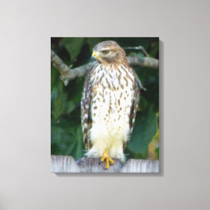 16x20  Wrapped Canvas (Gloss) w/ falcon