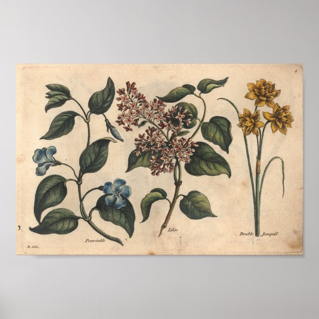 1757 Botanical Flower Art Print Periwinkle (Front)