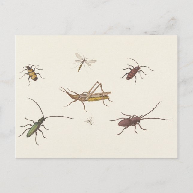 17th C. Fine Art Sketch of seven different insects Postcard (Front)