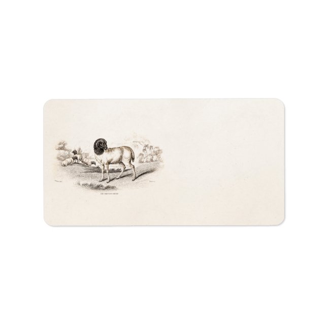 1800s Vintage Persian Sheep Old Illustration Lamb Label (Front)