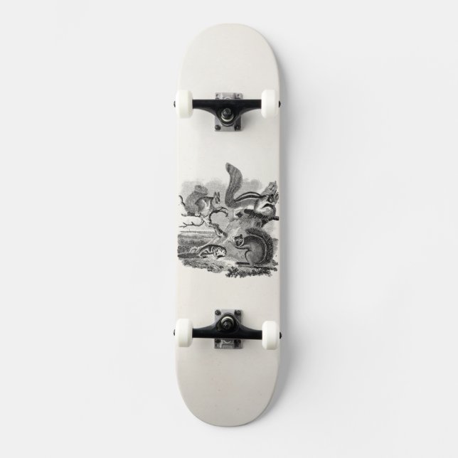 1800s Vintage Squirrels Illustration - Squirrel Skateboard (Front)
