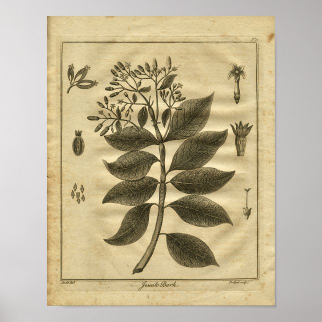 1817 Jesuits Bark Tree Culpeper Herbal Print (Front)