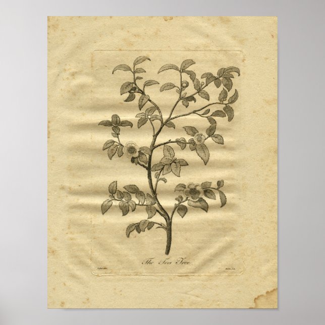 1817 Tea Tree Culpeper Herbal Print (Front)