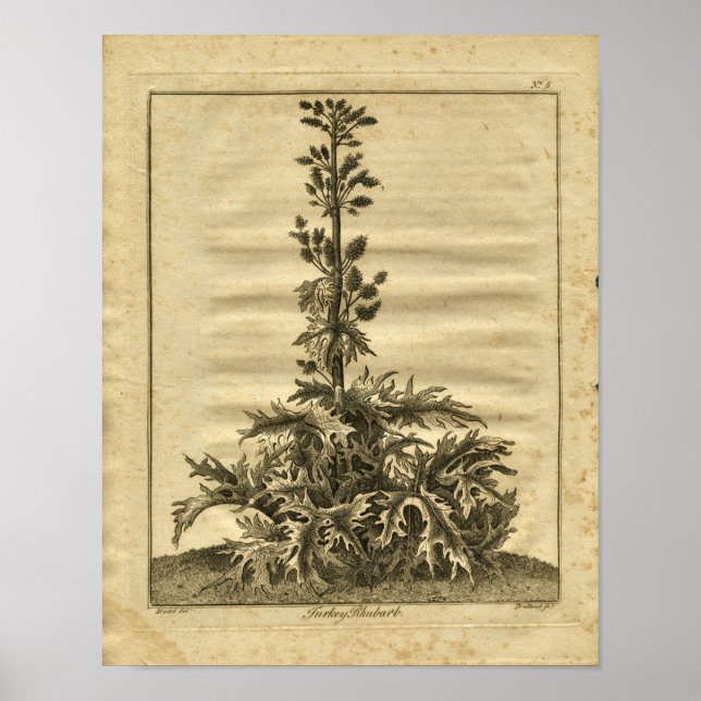 1817 Turkey Rhubarb Culpeper Herbal Print (Front)