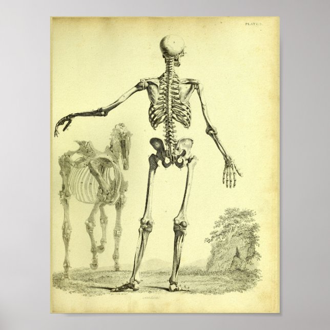 1824 Skeleton Human and Horse Anatomy Print (Front)