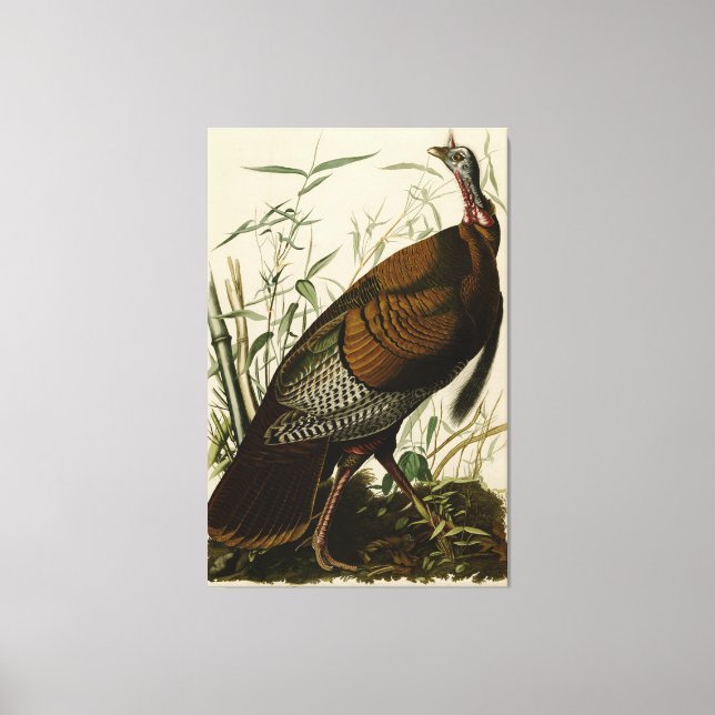 1825 Vintage Wild Turkey Canvas Print (Front)